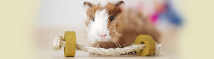 kleintierspielzeug kategorieeinstiegsbanner